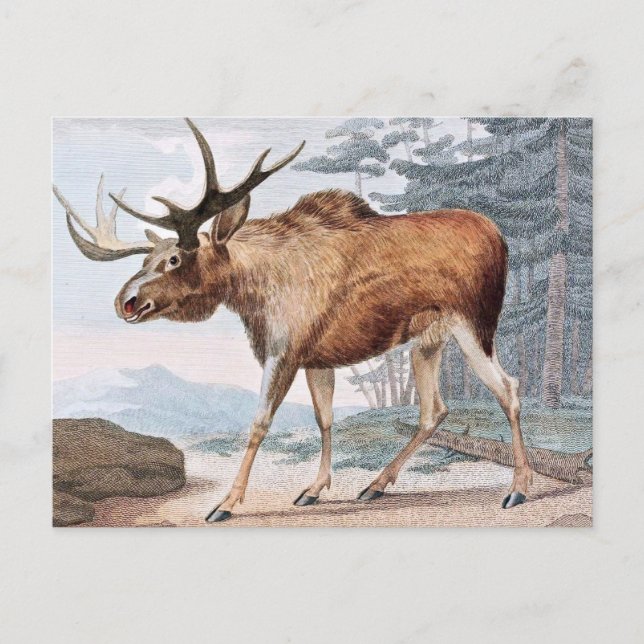 Carte Postale Tirage Vintage Bull Moose (Devant)