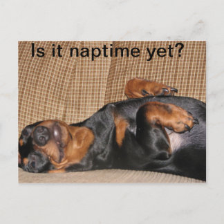 Carte Postale Tired Dachshund