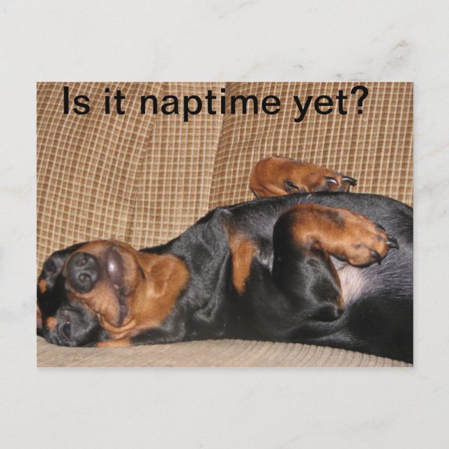 Carte Postale Tired Dachshund (Devant)