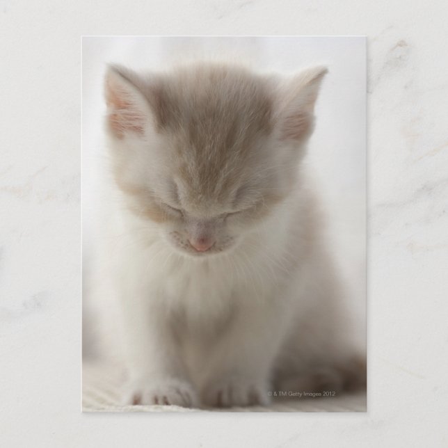 Carte Postale Tired Kitten (Devant)