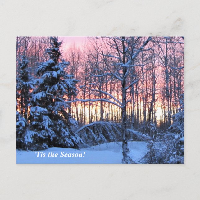 Carte Postale 'Tis Season Up North, Mn Winter Holiday (Devant)