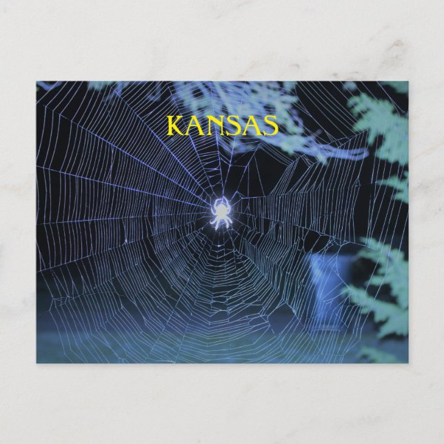 Carte Postale Tisserin d'orbe la nuit (Devant)