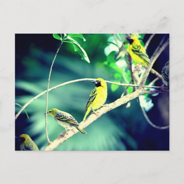 Carte Postale Tisserin gendarme (Devant)