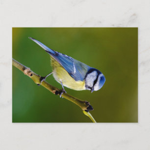 Carte Postale Tit bleu en automne