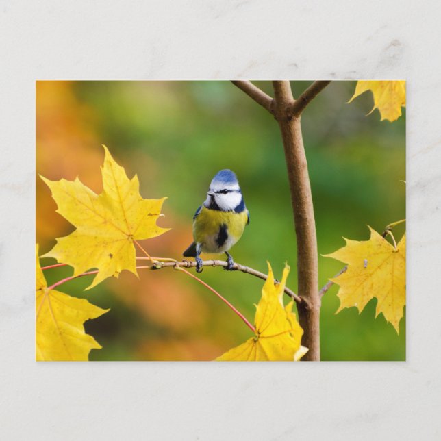 Carte Postale Tit bleu en érable norvégien (Devant)