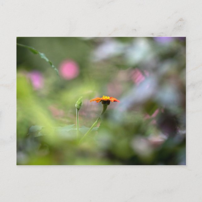 Carte Postale Tithonia Dans Le Jardin (Devant)