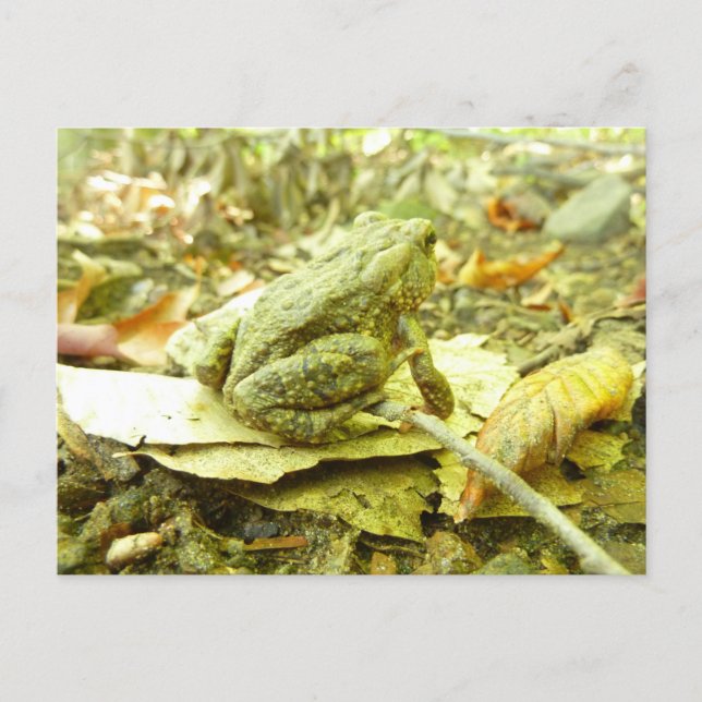 Carte Postale Toad de forêt (Devant)