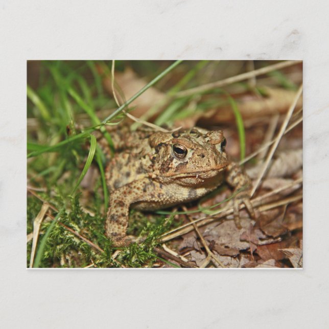 Carte Postale Toad in the Grass (Devant)