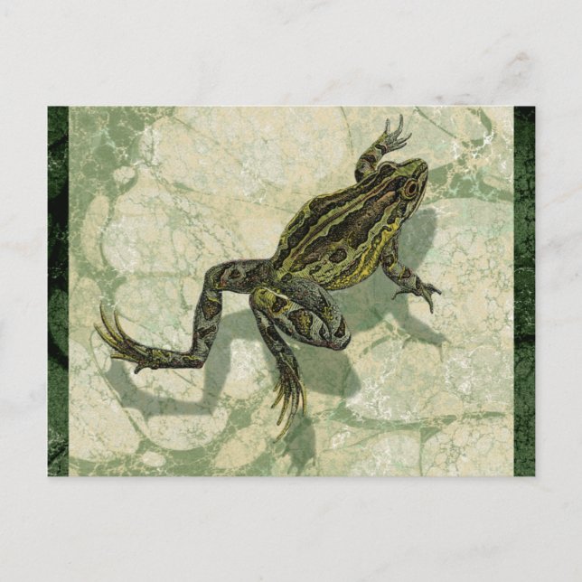Carte Postale Toad Swinning in the Water (Devant)