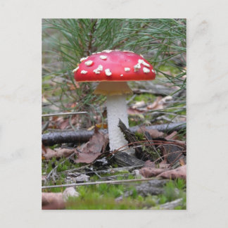 Carte Postale Toadstool Champhroom