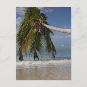 Carte Postale Tobago_-1926