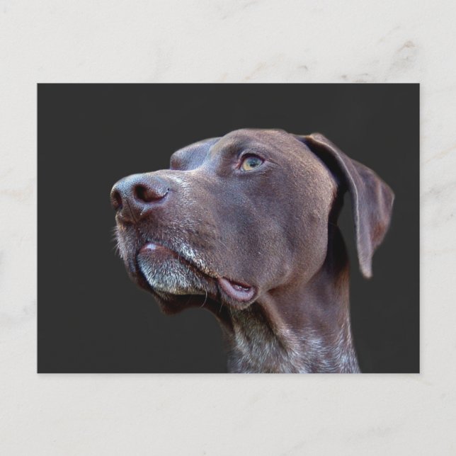 Carte Postale Toby (Devant)