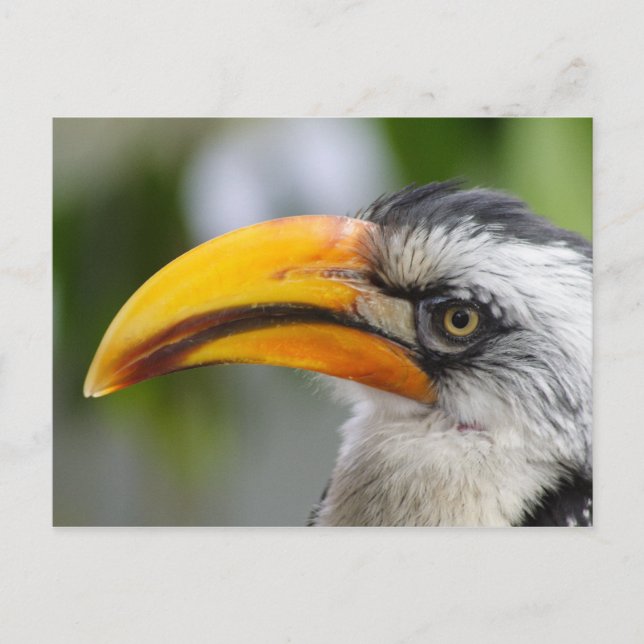 Carte Postale Tockus leucomelas (Devant)