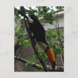Carte Postale Toco Toucan # 3