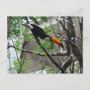 Carte Postale Toco Toucan # 4
