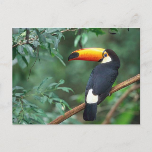 CARTE POSTALE TOCO TOUCAN PHOTO COULEUR COMPLÈTE (Devant)