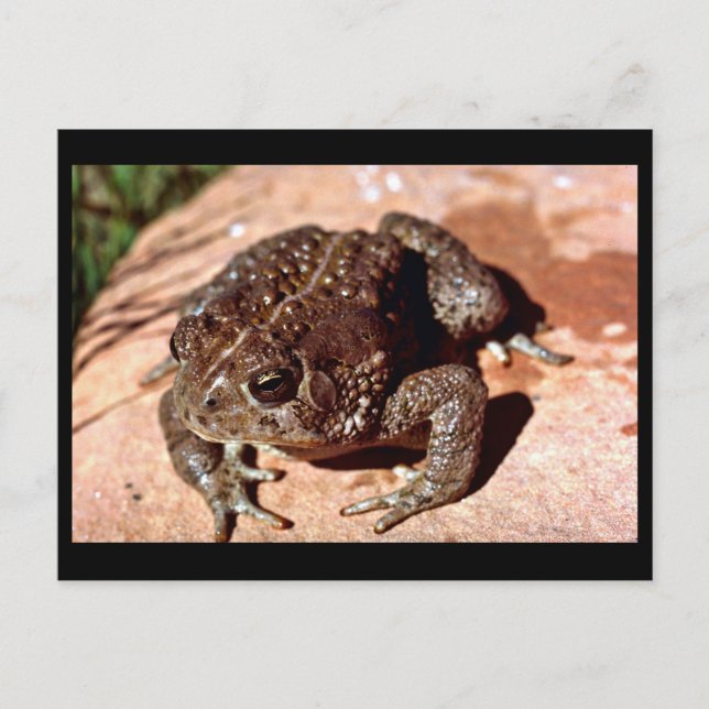 Carte Postale Toe de bois (Devant)