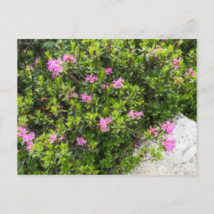 Carte Postale Toile de peinture à l'huile de rhododendron rose a