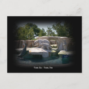 Carte Postale Toledo Zoo Polar Bear Statue Postcard