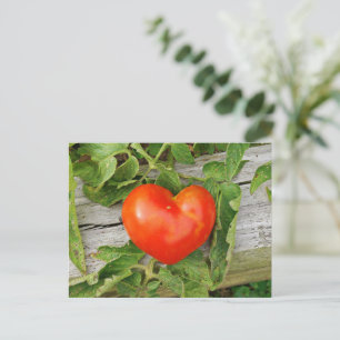 Carte Postale Tomate en forme de cœur
