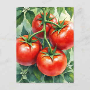 Carte Postale Tomate Mûre sur la Vigne Aquarelle Fraîche