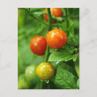 Carte postale Tomate Ripende Vin