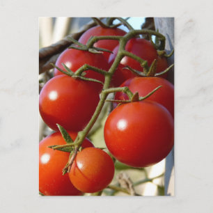Carte postale Tomates