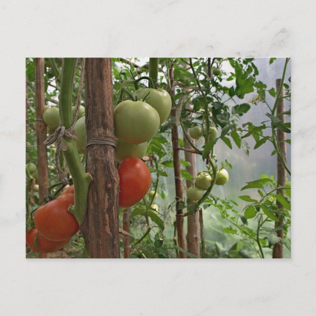 Carte postale Tomates (Devant)