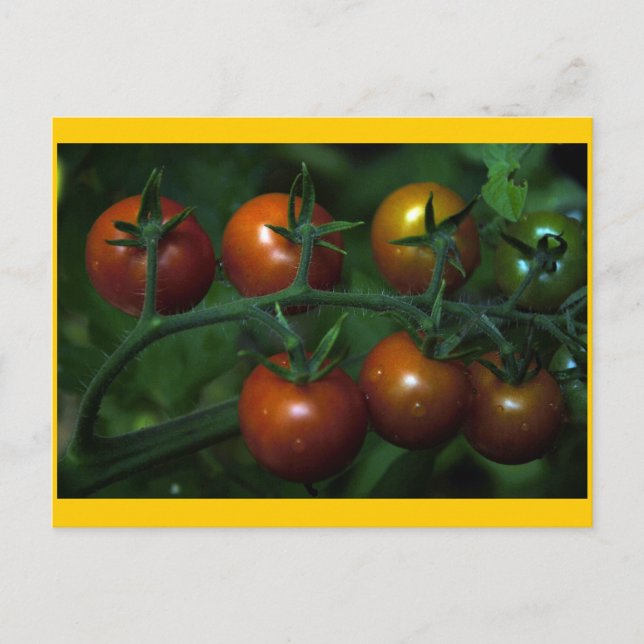 Carte Postale Tomates cerises (Devant)