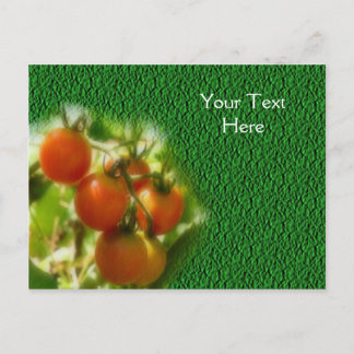 Carte Postale Tomates Cerises Sur La Vigne Nature