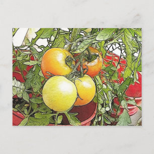 Carte Postale Tomates de jardin frais de l'Héirloom