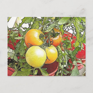 Carte Postale Tomates Heirloom Fraîches de Jardin