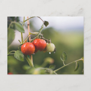 Carte Postale tomates mouillées sur la vigne