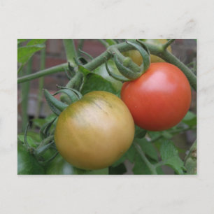 Carte postale Tomates orange et rouge