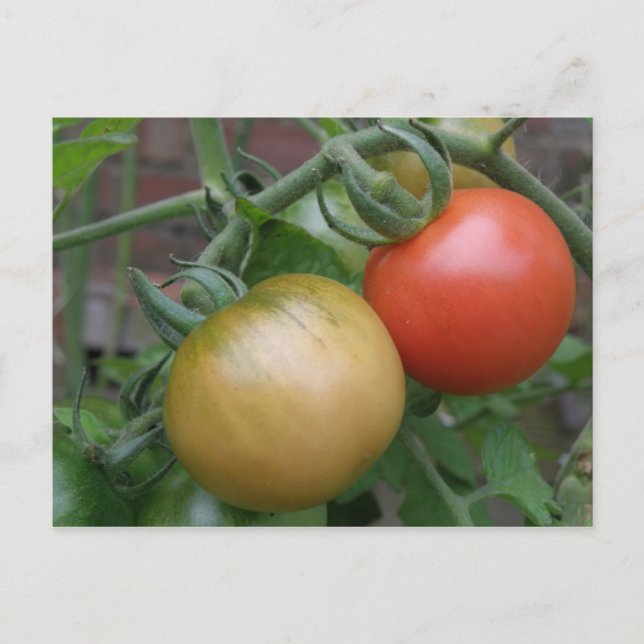 Carte postale Tomates orange et rouge (Devant)