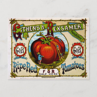 Carte Postale Tomates rouges mûres à vendre ici, c.1869