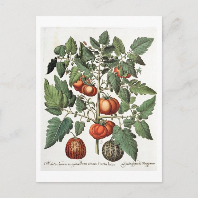 Carte Postale Tomatoes et melons: 1.Poma amoris fructu luteo; 2 (Devant)