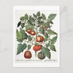 Carte Postale Tomatoes et melons: 1.Poma amoris fructu luteo; 2