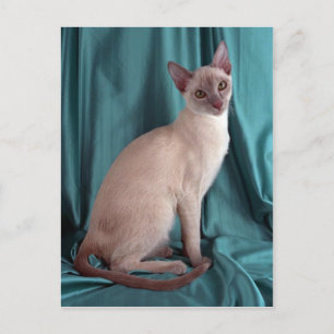 Carte Postale Tonkinese, lilas