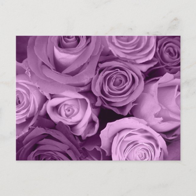 Carte Postale Tons de Roses violets (Devant)