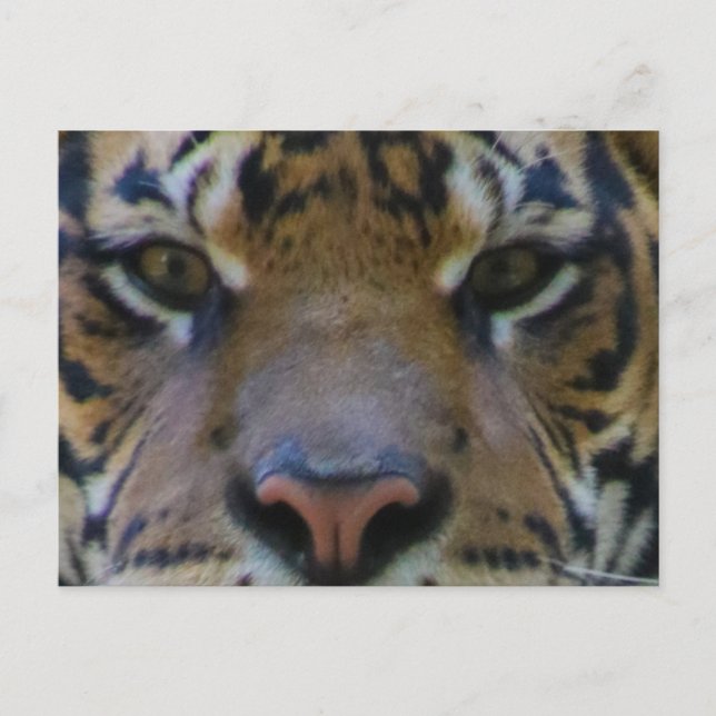 Carte Postale Tony (Devant)