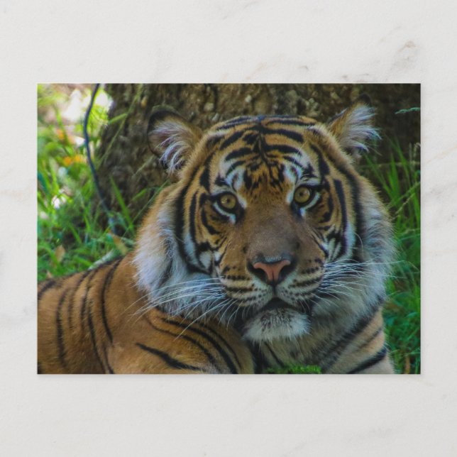 Carte Postale Tony (Devant)