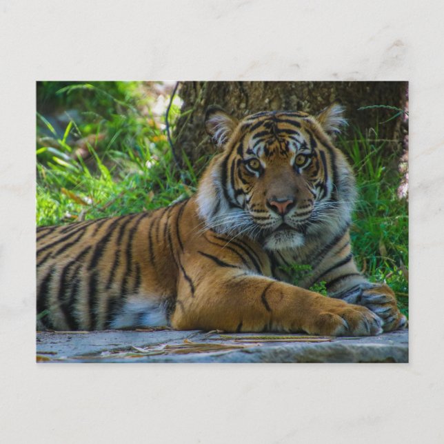 Carte Postale Tony (Devant)