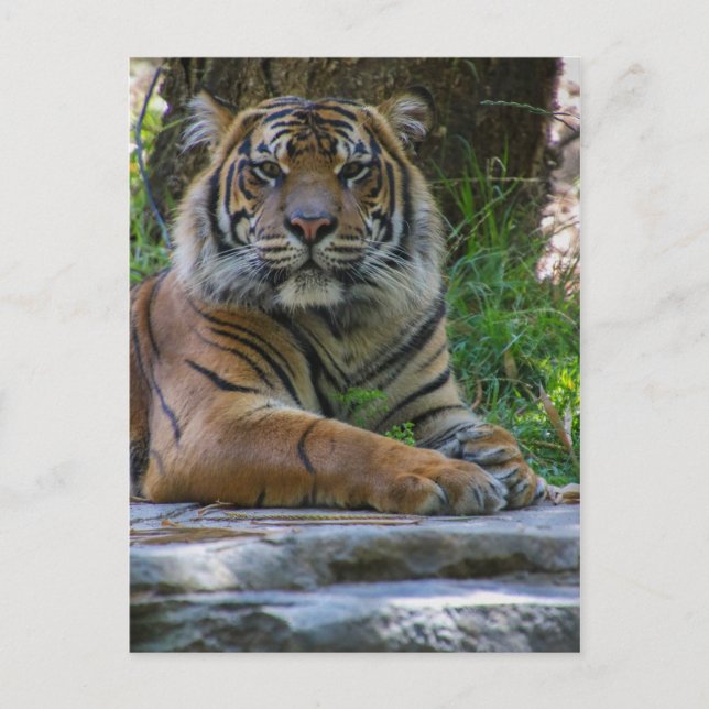 Carte Postale Tony (Devant)