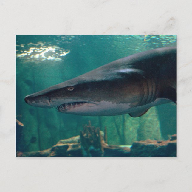 Carte Postale Toofy Li'l Grin (Devant)