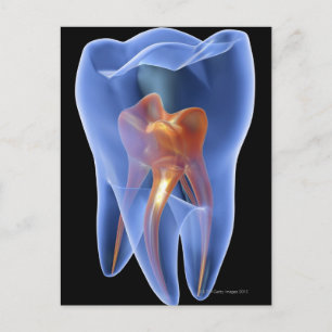 Carte Postale Tooth, transparent cross section of a molar