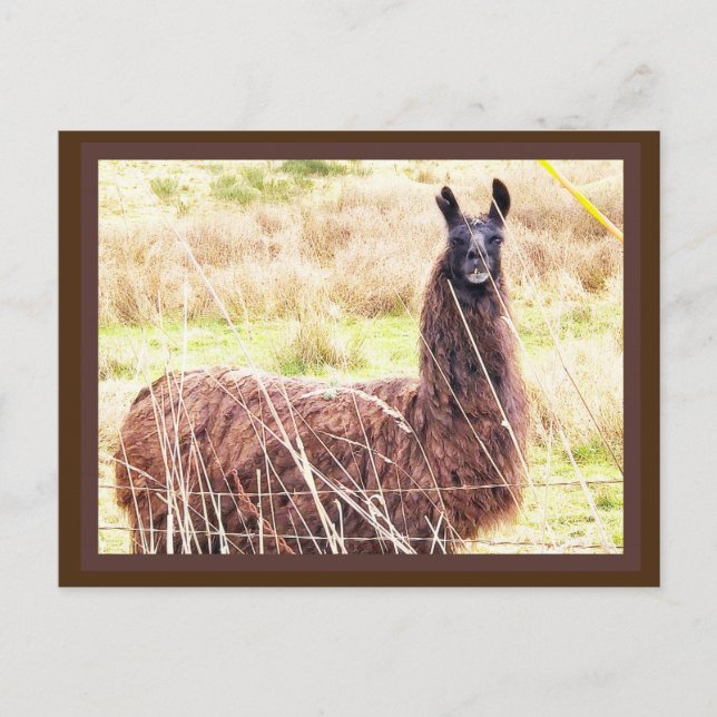 Carte postale Toothy Lama (Devant)