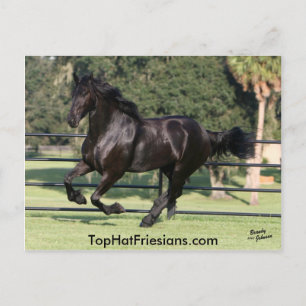Carte Postale Top Hat Friesians