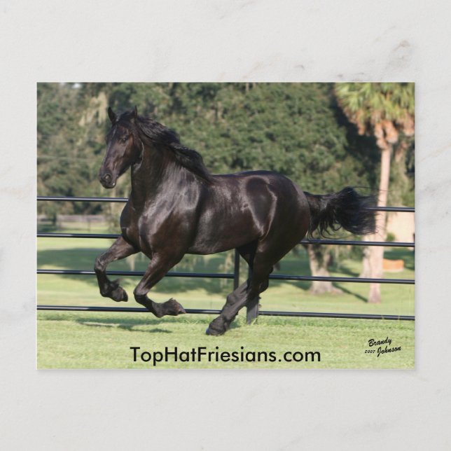 Carte Postale Top Hat Friesians (Devant)