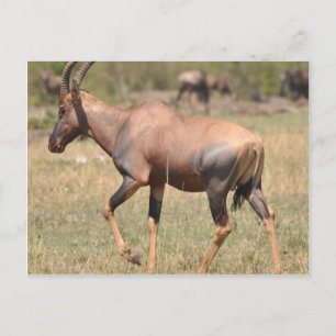 Carte Postale Topi (Antelope) en Serengeti